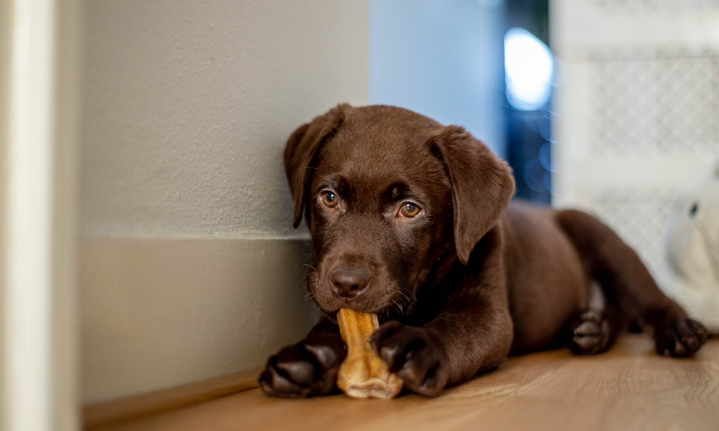 Don’t rely on your pup for home security! This company has you and Fido protected